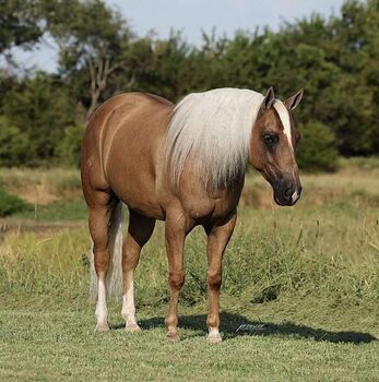 Finished Reiner Lte 20k+ Family Safe Ranch Rider, Fred, Horses For Sale, Edmonton