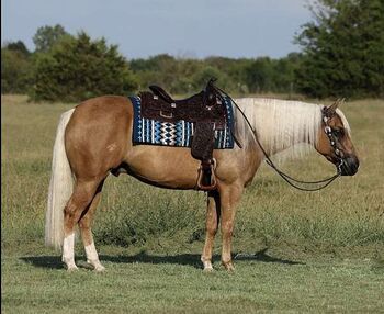 Finished Reiner Lte 20k+ Family Safe Ranch Rider