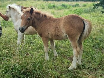 Schickes typvolles Stutfohlen Original Shetland