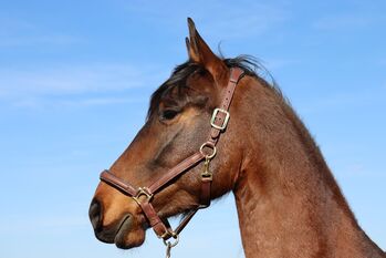 Mein fünf jährigen Wallach