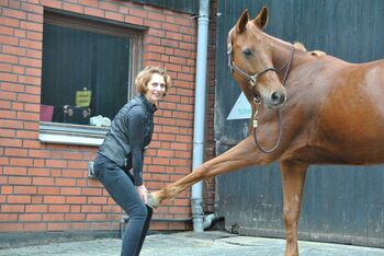 Physiotherapie für Pferde