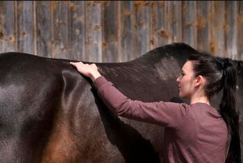 Physiotherapie für Pferde, Pferdephysio