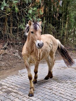Fjordpferd Wallach, Martina, Horses For Sale, Brombachtal
