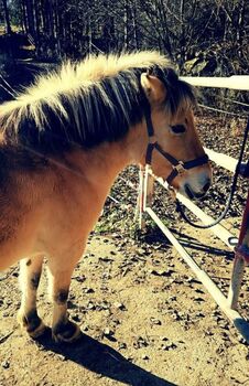 Fjordstute, Martinq, Horses For Sale, Kumberg