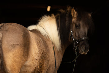 Fjord-Ponymix, Marion, Horses For Sale, Göllersdorf