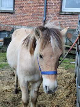 Fjordwallach, Melanie Schrader , Horses For Sale, Alfeld/Leine