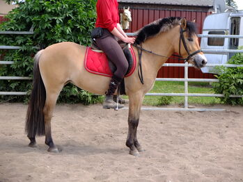 Fjordpferdstute "First Lady"!, Pferdehandlung Christian Kürschner, Horses For Sale, Buttstädt