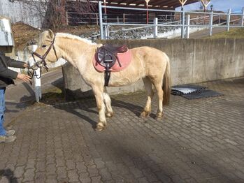 FJORDSTUTE, Martina, Horses For Sale, Brombachtal