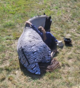 Fjordwallach, Norweger, Fjordpferd, Graufalbe