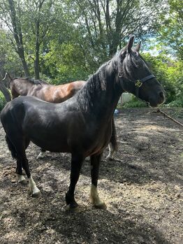 Flashy 2 year old gelding, Lauren Mills, Horses For Sale, Durham