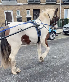 Flashy half breed filly 2 year old, John , Horses For Sale