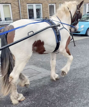 Flashy half breed filly 2 year old