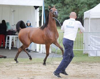 Mehrere Vollblutaraber Stuten, Claudia Liebminger, Horses For Sale, STATTEGG 