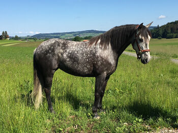 Vermögende Spanierstute für den gehobenen Freizeitreiter, 10 jährig, Rappschimmel, Dressur, WE, Frei, Alexandra, Horses For Sale, Wals