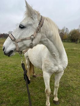 Verkauf oder Tausch PRE Stute gegen Anfängerpferd