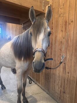 Zauberhafte PRE Stute in Sonderfarbe