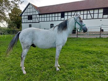 Zauberhafter SchimmelWallach, Reinhard Keitel, Horses For Sale, Weimar