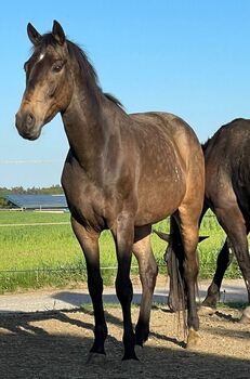 Zauberhafter Spanier sucht neue Aufgabe, Pferdevermittlung Leus (Pferdevermittlung Leus ), Horses For Sale, Indersdorf