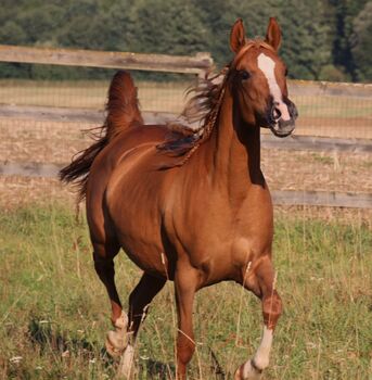 Zuchtstute Arabisches Vollblut *2014, Karin Merkel, Horses For Sale, Nellingen