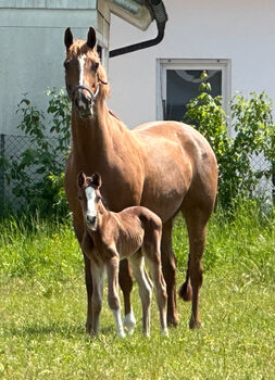 Zuchtstute, Katja Schmid, Horses For Sale, Hallbergmoos