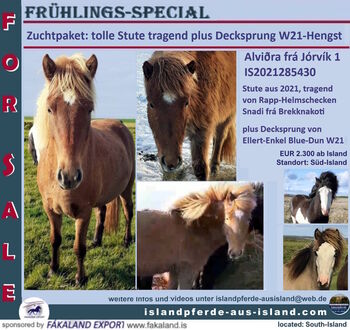 Zuchtpaket: Stute tragend, plus Decksprung, Islandpferde-aus-Island, Horses For Sale, Südisland