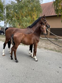 For Felling promising foal