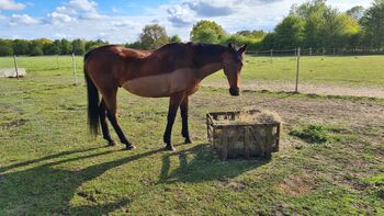 For Full loan, Leah, Horses For Sale, Kings lynn