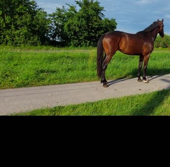 For sale  4 yo geldig 170 stcik, Zima Roland , Horses For Sale, Szarvas