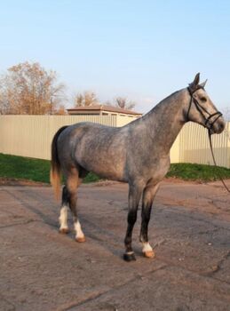 For sale 5 year old mare, Zima Roland , Horses For Sale, Szarvas