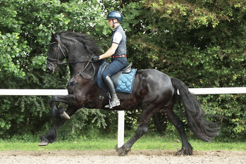 For Sale: Beautiful Friesian Gelding, Jollience, Pferd kaufen, Sydney