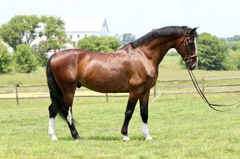 **For Sale: Charming Bay DUTCH WARMBLOOD** 9 Yrs old 16hh., COMET, Horses For Sale, Hamburg