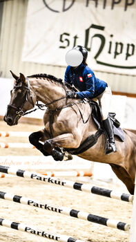 For sale: Eye-catching 12-year-old gelding