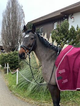 Verkaufen Freizeitpferd, Isi, Horses For Sale, Schwieberdingen