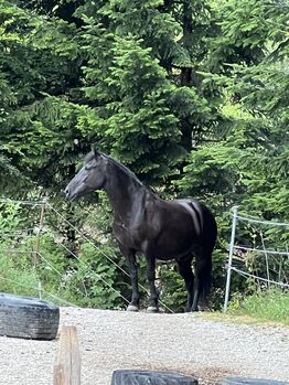 Verkaufe Painthorse -WB Wallach