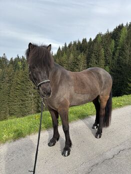 Verkaufe Superliebe Islandstute, Annika Pacholik, Horses For Sale, Annaberg im Lammertal