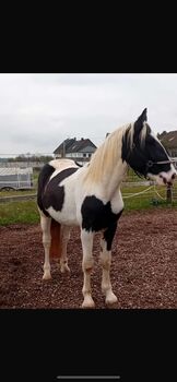 Verkaufe Tinker-Mix Wallach und Pony Gespann, Leony , Horses For Sale, Büchenbeuren