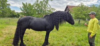 Verkaufe sehr Braven Friesen Hengst
