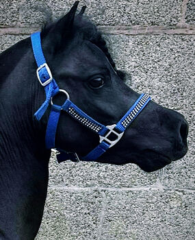 For stud American miniature horse, Hannah, Pferd kaufen, Nottingham 