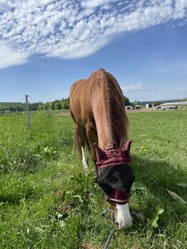 Pflegebeteiligung an Quarterwallach