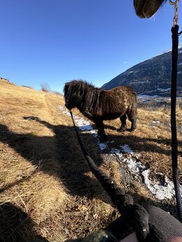 Pflegebeteiligung an 2 süßen Ponys