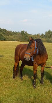 Pflegebeteiligung/ Reitbeteiligung ( Pferd sucht), Martina, Horse Sharing, Breklum 