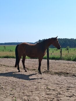 Pflegebeteiligung junges Pferd