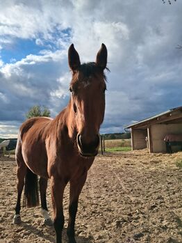 Pflegebeteiligung junges Pferd