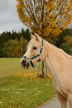 Pflege/Reitbeteiligung für Goldie gesucht