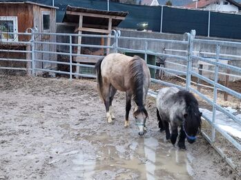 Pflegebeteiligung an 2 süßen Ponys