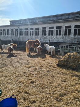 Pflegebeteiligung für Mini Ponys