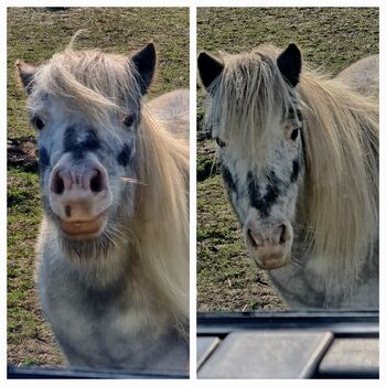 Pflegebeteiligung für Mini Ponys, Sophia, Horse Sharing,  Barnstädt