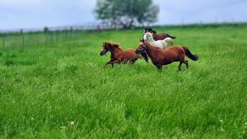 Pflegebeteiligung in 55234 Biebelheim, SabineF, Horse Sharing, Bechtheim