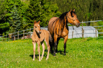 Foundation gezogenes, wunderschönes Quarter Horse Hengstfohlen