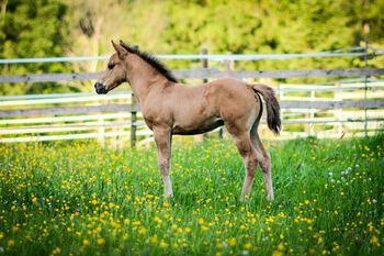 Foundation gezogenes, wunderschönes Quarter Horse Hengstfohlen, Kerstin Rehbehn (Pferdemarketing Ost), Horses For Sale, Nienburg